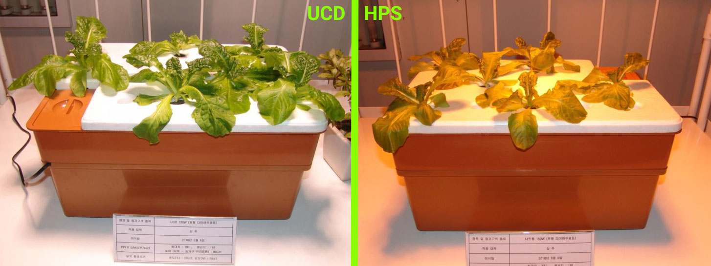 Porównanie uprawy roślin pod lampami UCD i HPS - Dzień 2